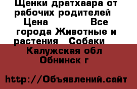 Щенки дратхаара от рабочих родителей › Цена ­ 22 000 - Все города Животные и растения » Собаки   . Калужская обл.,Обнинск г.